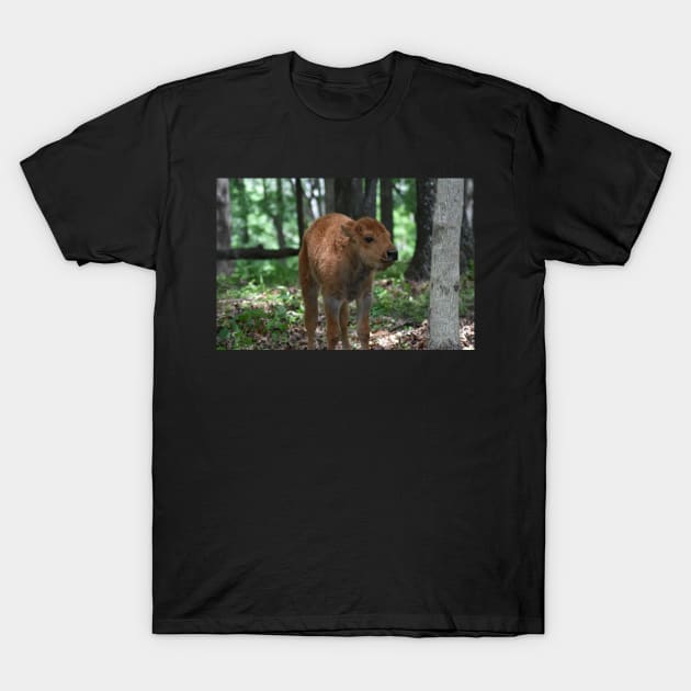 Bison Calf T-Shirt by MarieDarcy